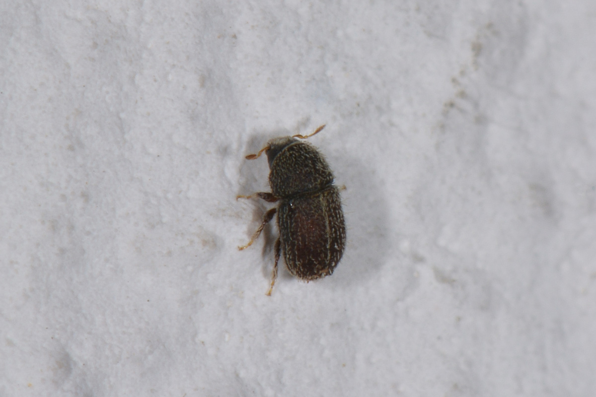 Curculionidae:  Hypoborus ficus?  S !